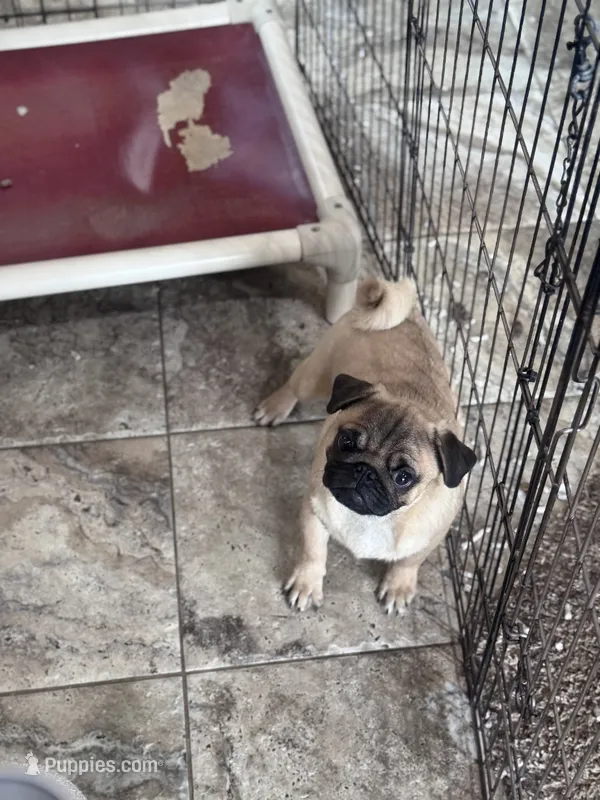 Bob – Pug puppy for sale in Durant, OK