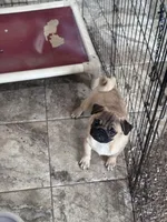 Bob, a male Pug for sale in Durant, OK – 1 of 5