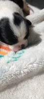 Valentino , a male Japanese Chin for sale in Greenville, SC – 4 of 6