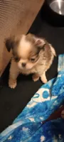 Biscotti , a male French Bulldog and Japanese Chin for sale in Greenville, SC – 2 of 10
