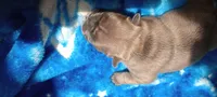 Tulip 🌷, a female French Bulldog for sale in Greenville, SC – 3 of 6