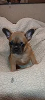 Lillyana, a female French Bulldog for sale in Greenville, SC – 6 of 7