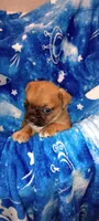 Rockie G, a male French Bulldog and Japanese Chin for sale in Greenville, SC – Photo 7 of 8