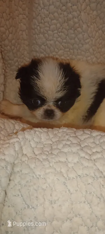Valentina  – Japanese Chin puppy for sale in Greenville, SC