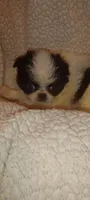Valentina , a female Japanese Chin for sale in Greenville, SC – 1 of 3