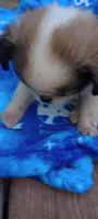 Biscotti , a male French Bulldog and Japanese Chin for sale in Greenville, SC – 5 of 10