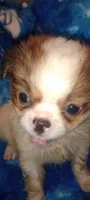 Lilly Rose , a female French Bulldog and Japanese Chin for sale in Greenville, SC – 2 of 9