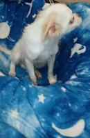 Cheyenne , a male Chihuahua and Japanese Chin for sale in Greenville, SC – 2 of 10