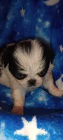 Tsuki , a female Japanese Chin for sale in Greenville, SC – 6 of 7