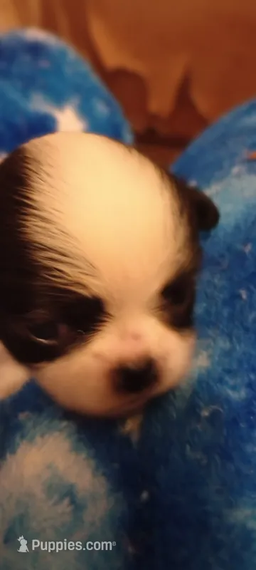 Rapunzel  – Japanese Chin puppy for sale in Greenville, SC