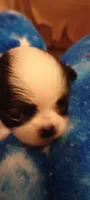 Rapunzel , a female Japanese Chin for sale in Greenville, SC – 1 of 6