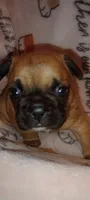 Lou-Lou , a female French Bulldog for sale in Greenville, SC – 2 of 3