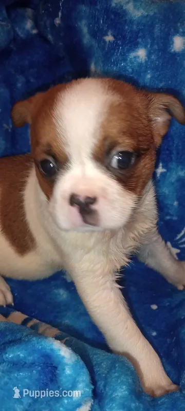 Dakota  – French Bulldog, Japanese Chin puppy for sale in Greenville, SC