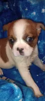 Dakota , a male French Bulldog and Japanese Chin for sale in Greenville, SC – 1 of 9