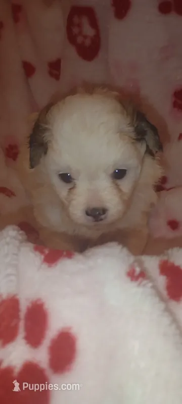 Fifi – Japanese Chin, Poodle - Toy  puppy for sale in Greenville, SC