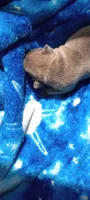 Tulip 🌷, a female French Bulldog for sale in Greenville, SC – 5 of 6