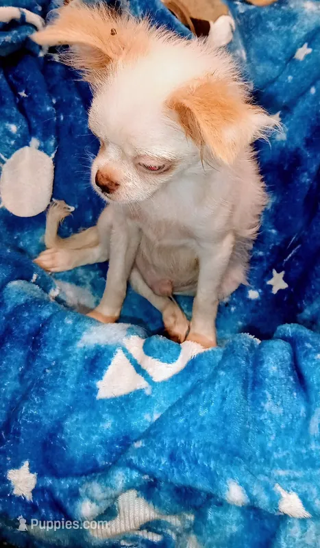 Cheyenne  – Chihuahua, Japanese Chin puppy for sale in Greenville, SC