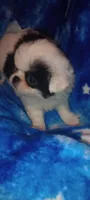 Amora , a female Japanese Chin for sale in Greenville, SC – Photo 8 of 10