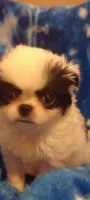Amora , a female Japanese Chin for sale in Greenville, SC – Photo 3 of 10