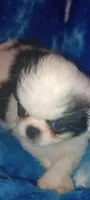 Amora , a female Japanese Chin for sale in Greenville, SC – Photo 5 of 10