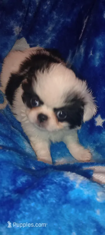 Amora  – Japanese Chin puppy for sale in Greenville, SC