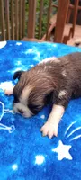 Paco, a male French Bulldog and Japanese Chin for sale in Greenville, SC – 4 of 6