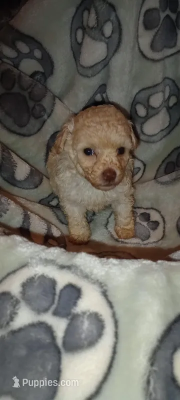Weena, a female Poodle - Toy  for sale in Greenville, SC – Photo 1 of 10