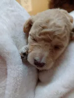 Storm, a male Poodle - Toy  for sale in Greenville, SC – Photo 1 of 10