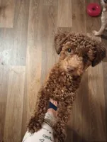 Storm, a male Poodle - Toy  for sale in Greenville, SC – Photo 10 of 10