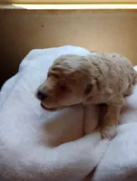 Storm, a male Poodle - Toy  for sale in Greenville, SC – Photo 4 of 10