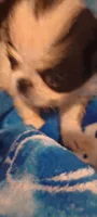Tsuki , a female Japanese Chin for sale in Greenville, SC – 4 of 7