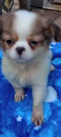 Biscotti , a male French Bulldog and Japanese Chin for sale in Greenville, SC – 6 of 10