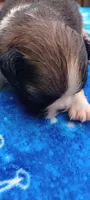 Paco, a male French Bulldog and Japanese Chin for sale in Greenville, SC – 1 of 6