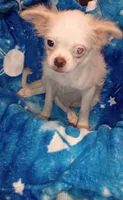 Cheyenne , a male Chihuahua and Japanese Chin for sale in Greenville, SC – 6 of 10