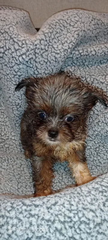 DaVinci' Lavender Merle 