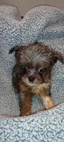 DaVinci' Lavender Merle , a male Chihuahua and Poodle - Toy  for sale in Greenville, SC – Photo 1 of 5