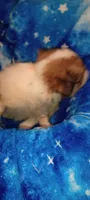 Lilly Rose , a female French Bulldog and Japanese Chin for sale in Greenville, SC – 9 of 9