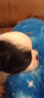 Rapunzel , a female Japanese Chin for sale in Greenville, SC – 3 of 6