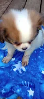 Biscotti , a male French Bulldog and Japanese Chin for sale in Greenville, SC – 10 of 10