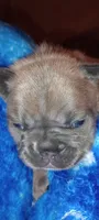 Tulip 🌷, a female French Bulldog for sale in Greenville, SC – 2 of 9