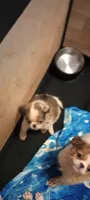 Biscotti , a male French Bulldog and Japanese Chin for sale in Greenville, SC – 4 of 10