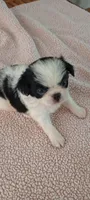 Astro, a female Japanese Chin for sale in Greenville, SC – Photo 2 of 10
