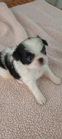 Astro, a female Japanese Chin for sale in Greenville, SC – Photo 6 of 10