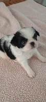 Astro, a female Japanese Chin for sale in Greenville, SC – Photo 5 of 10
