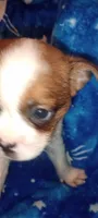 Dakota , a male French Bulldog and Japanese Chin for sale in Greenville, SC – 2 of 9