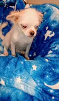 Cheyenne , a male Chihuahua and Japanese Chin for sale in Greenville, SC – 5 of 10