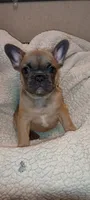 Lillyana, a female French Bulldog for sale in Greenville, SC – 1 of 7