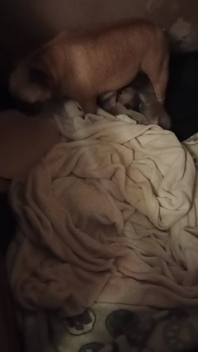 Tulip 🌷, a female French Bulldog for sale in Greenville, SC – 3 of 9