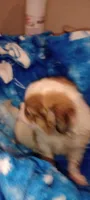 Lilly Rose , a female French Bulldog and Japanese Chin for sale in Greenville, SC – 5 of 9