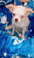 Cheyenne , a male Chihuahua and Japanese Chin for sale in Greenville, SC – 4 of 10